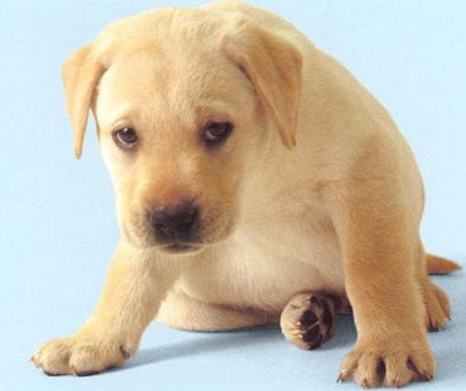 Tips para proteger a tu mascota del stress en este Año Nuevo - Imagen 9